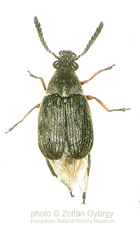 Bruchidius pusillus