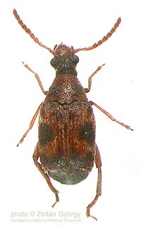 Callosobruchus maculatus